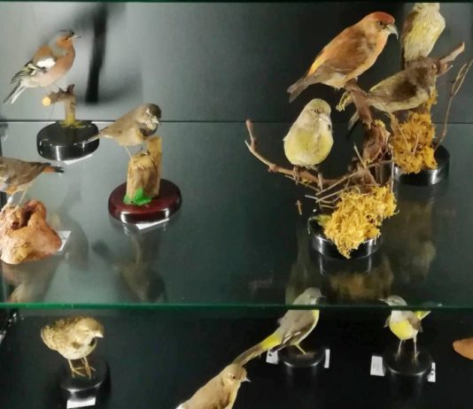 Dalla Regione 73 mila euro ai musei di Carmagnola e Carignano museo storia naturale carmagnola musei