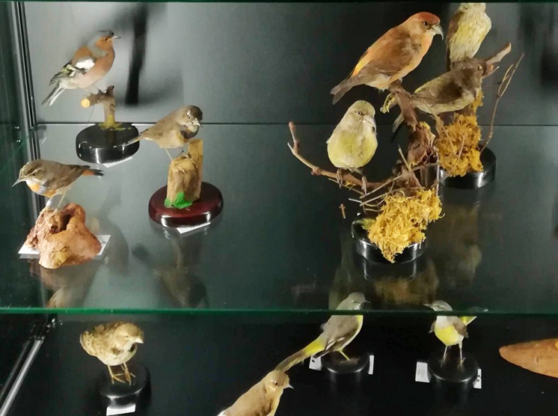 museo storia naturale carmagnola