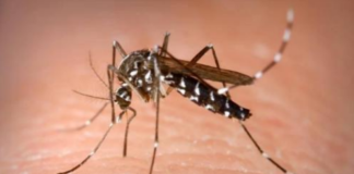 Comune Racconigi zanzare