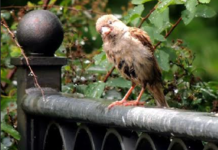“Il mio giardino biodiverso”: concorso fotografico di Legambiente Giardino biodiverso concorso Legambiente