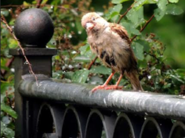 Giardino biodiverso concorso Legambiente