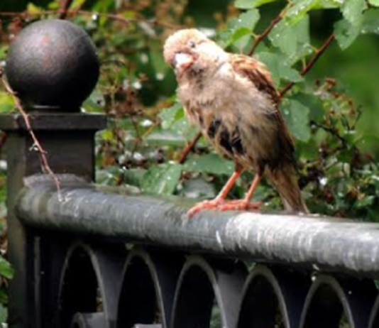 Giardino biodiverso concorso Legambiente