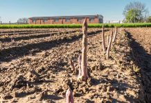 Conto alla rovescia per la 93esima Sagra dell’Asparago di Santena Sagra Asparago Santena 93esima