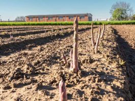 Conto alla rovescia per la 93esima Sagra dell’Asparago di Santena Sagra Asparago Santena 93esima