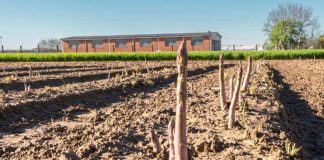 Sagra Asparago Santena 93esima