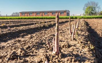 Conto alla rovescia per la 93esima Sagra dell’Asparago di Santena Sagra Asparago Santena 93esima