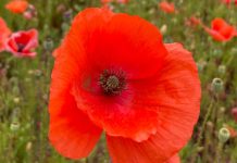 cesare pavese 25 aprile