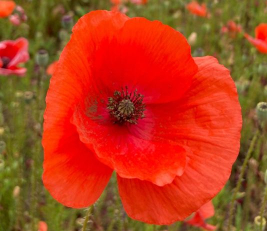 cesare pavese 25 aprile