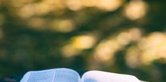 Piobesi libri papaveri