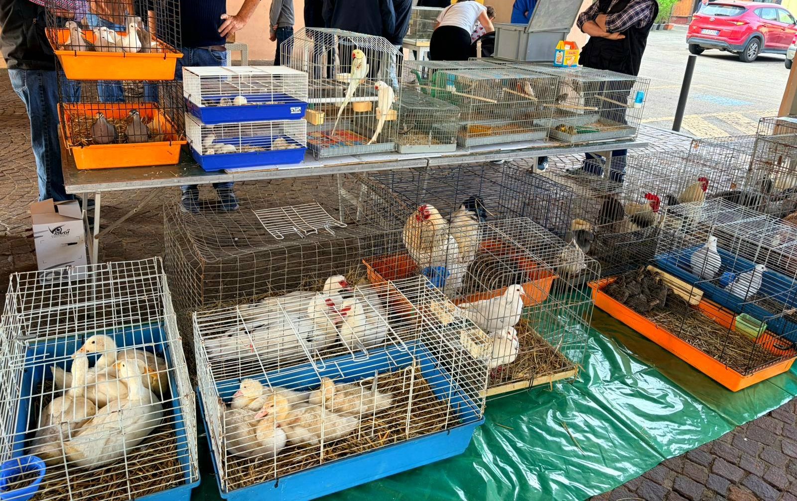 Castagnole: torna la mostra mercato dei piccoli animali