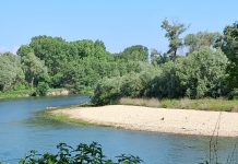 Sabato a Carmagnola una passeggiata nel Bosco del Gerbasso Bosco del Gerbasso passeggiata