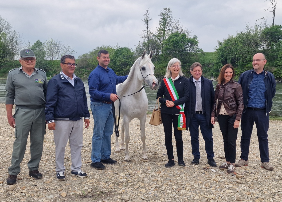 cavalli arabi carmagnola