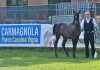 Carmagnola: i cavalli arabi tornano protagonisti nel parco della Vigna cavalli arabi carmagnola