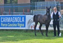 Carmagnola: i cavalli arabi tornano protagonisti nel parco della Vigna cavalli arabi carmagnola