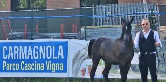 cavalli arabi carmagnola