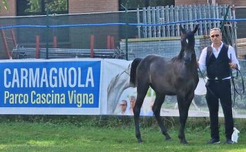 cavalli arabi carmagnola
