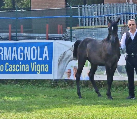 cavalli arabi carmagnola