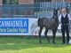 cavalli arabi carmagnola