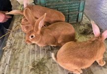 Carmagnola Agrishow, animali e agricoltura in mostra alla Vigna carmagnola agrishow