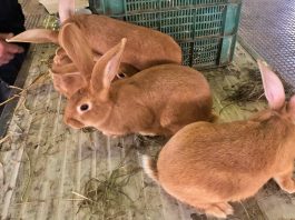 carmagnola agrishow