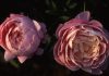 Peonie in Fiore Carmagnola