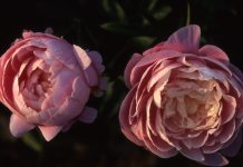 Peonie in Fiore Carmagnola