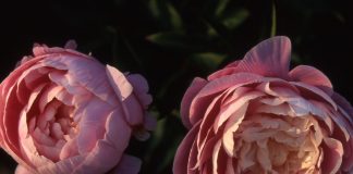 Peonie in Fiore Carmagnola