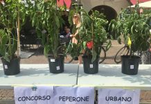 Peperone Urbano 2026
