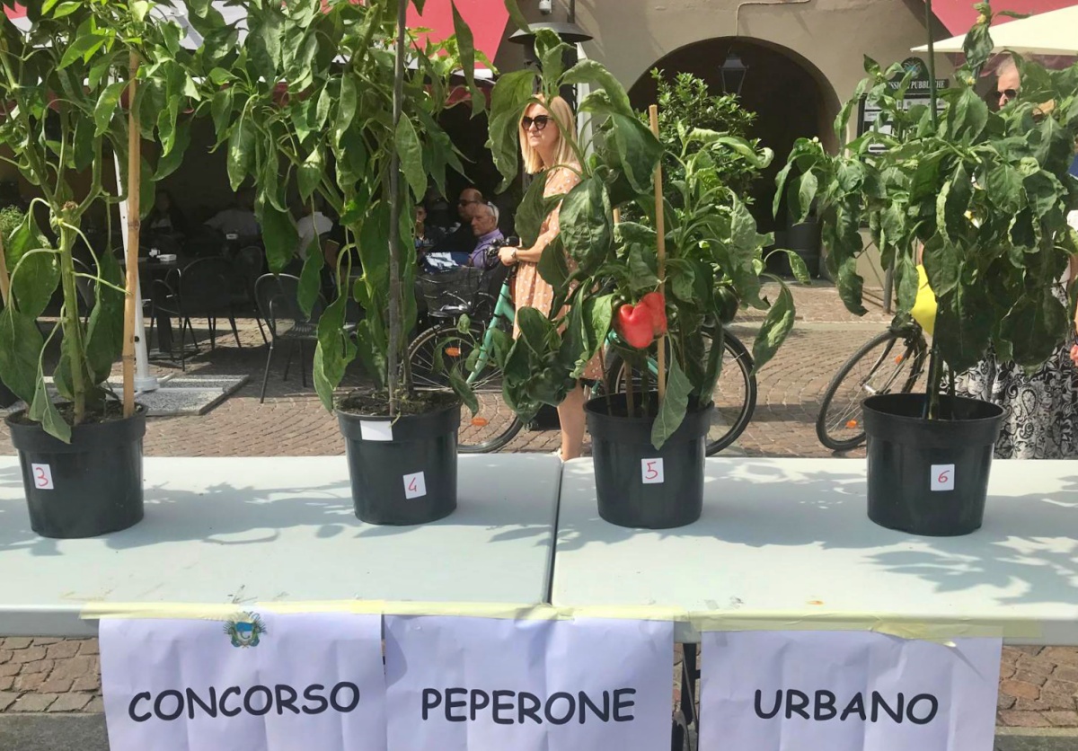 Peperone Urbano 2026, due domeniche per la distribuzione delle piantine