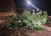 Maltempo a Villastellone, alberi abbattuti e strade ripulite nella notte alberi caduti maltempo villastellone