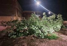 Maltempo a Villastellone, alberi abbattuti e strade ripulite nella notte alberi caduti maltempo villastellone