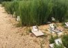 Piobesi cimitero animali