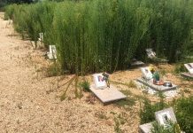 Piobesi cimitero animali