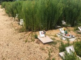 Piobesi: diverse segnalazioni sullo stato del cimitero degli animali Piobesi cimitero animali