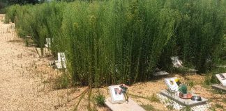 Piobesi cimitero animali