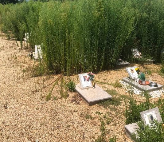 Piobesi: diverse segnalazioni sullo stato del cimitero degli animali Piobesi cimitero animali