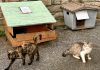 servizio colonie feline carmagnola