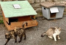 servizio colonie feline carmagnola