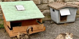 servizio colonie feline carmagnola