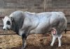 distretto carne bovina piemontese