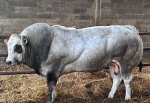 distretto carne bovina piemontese