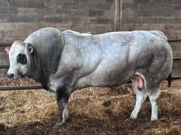 Distretto della Carne bovina piemontese, oltre 50 Comuni aderenti: oggi la firma a Carmagnola distretto carne bovina piemontese