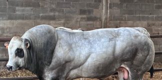 distretto carne bovina piemontese