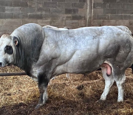 Distretto della Carne bovina piemontese, oltre 50 Comuni aderenti: oggi la firma a Carmagnola distretto carne bovina piemontese