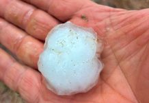 La grandine danneggia le serre, ma i peperoni di Carmagnola sono salvi grandinata carmagnola