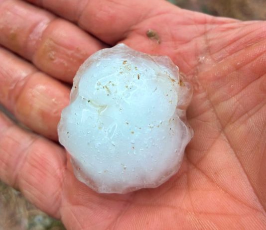 La grandine danneggia le serre, ma i peperoni di Carmagnola sono salvi grandinata carmagnola