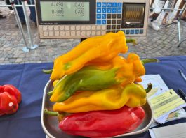 concorso del peperone 2026