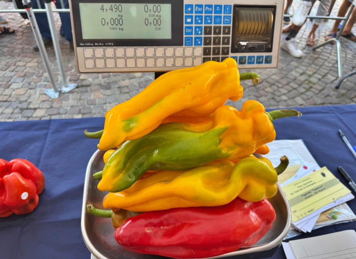 concorso del peperone 2026