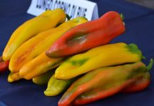fiera del peperone lunedì 31