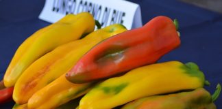 fiera del peperone lunedì 31